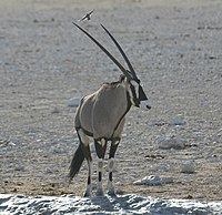 Oryx gazella.jpg