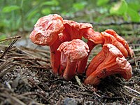 Cantharellus cinnabarinus 93293.jpg