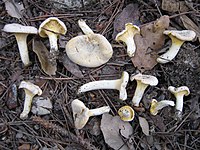 Cantharellus pallens 92490.jpg