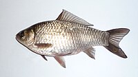 Carassius gibelio 2008 G1.jpg