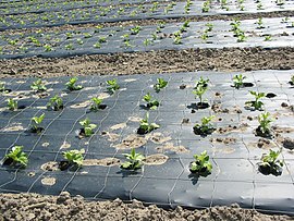 Mulch Film made of PLA-Blend Bio-Flex.jpg