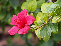 Гибискус китайский