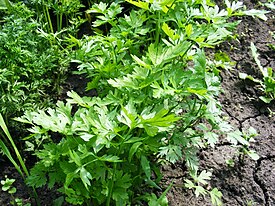 Apium graveolens.JPG