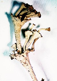 Cladonia cervicornis subsp. verticillata-6.jpg