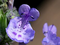 Nepeta cataria HC1.jpg