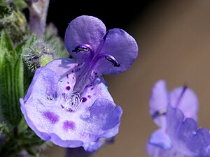 Nepeta cataria HC1.jpg