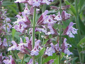 Шалфей лекарственный (Salvia officinalis)