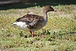 Tundra-bean Goose (53065925193).jpg