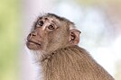 Macaca fascicularis looking up to the sky - side view and contre-jour portrait with smooth bokeh.jpg