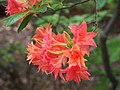 Rhododendron 'Norma' 2019-05-19 03.jpg