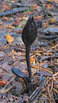 2015-08-13 Geoglossum glabrum Pers 667512.jpg