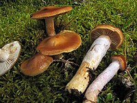 Cortinarius collinitus.jpg