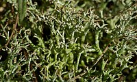 Lichen (Cladonia rangiformis) (8578842494).jpg