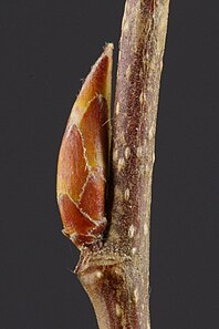 Carpinus betulus bud.jpg