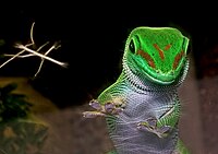 Геккон и палочник.jpg