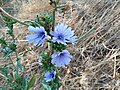 Cichorium intybus, la Cellera de Ter.jpg