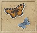 Бабочки. Фёдор Толстой. 1819 год