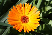 Calendula officinalis macro image.jpg