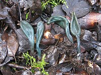 2013-01-15 Microglossum olivaceum (Pers.) Gillet 302482.jpg