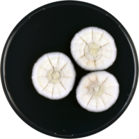 Aspergillus sepultus cya.png