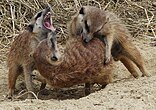 Suricata.suricatta.fighting.jpg