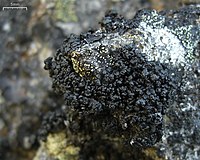 Lecanora pringlei (3849752797).jpg