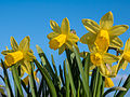Narcissus flowers.jpg