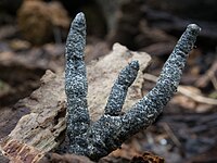 Xylaria cornu-damae 437332.jpg
