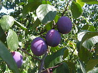 Fruits Prunus domestica.jpg