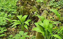 Черемша Lob.jpg