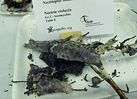 2013-08-09 Nectriopsis violacea 357733.jpg