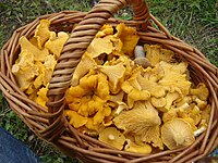 Cantharellus cibarius.jpg