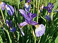 Iris virginica (Virginia iris) (Newark, Ohio, USA) 18.jpg