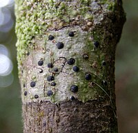 Pyrenula mamillana (Ach.) Trevisan 196240.jpg