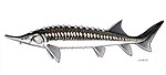 Acipenser stellatus sőregtok.jpg