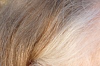 Blond hair going gray 01.jpg