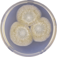 Aspergillus longivesica cya.png