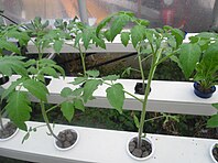 Pomodoro in Idroponica.jpg
