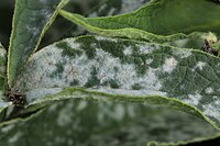 Golovinomyces cynoglossi on Common Comfrey - Symphytum officinale (29919653377).jpg