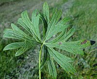 Ramularia acris a1 (1).jpg