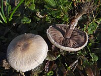Agaricus comtulus G4 (1).JPG