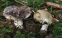 Dickblättrige Schwärz-Täubling Russula nigricans.jpg
