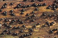 Rosellinia britannica 113721822.jpg