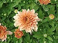 Хризантема садовая
