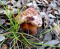 Boletus sp. (satanicus or purpureus^^) - Flickr - gailhampshire.jpg