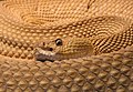 Змея Crotalus basiliscus, род настоящие гремучники