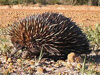 Echidna burningwell.jpg