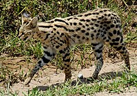 Leptailurus serval -Serengeti National Park, Tanzania-8.jpg