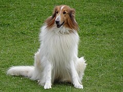 Белый длинношёрстный колли