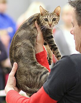 Kimburu Sungura Sana of Moosegrove SOK n 22.jpg